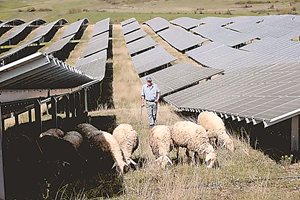 Защо косовска соларна ферма си е докарала овце?
