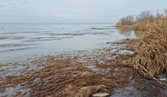 Камара мъртви водорасли вмирисаха бургаското езеро Вая