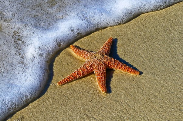 Морска звезда СНИМКА: PIXABAY