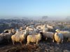 Шофьор изби стадо овце с колата си край Ракитово
 и избяга