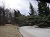 Множество селища в Смолянско са без ток, паднали дървета късат далекопроводите