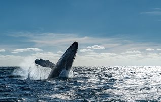 Изчезнали китове се появиха отново край аржентинския бряг