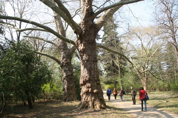 Многовековни дървета има в парка.