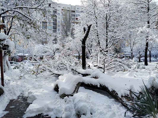 Заради паднали дървета временно е затворен път в Бургаско.
Снимка: "24часа"