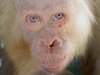 В Индонезия спасиха синеок орангутан 
албинос

