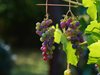 ЕК сформира група на високо ниво за лозаро-винарския сектор в ЕС