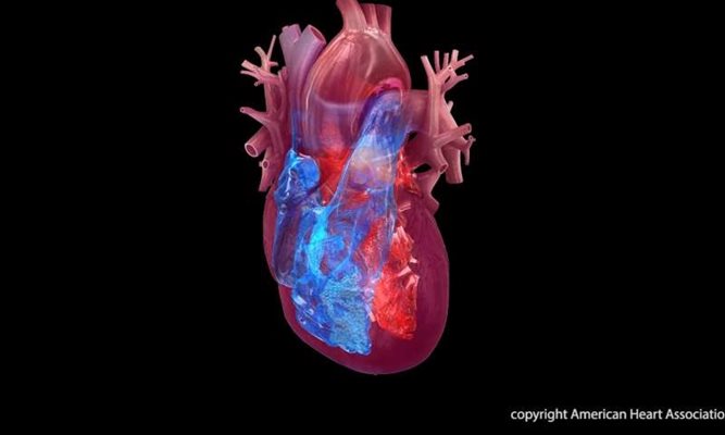 СНИМКА: Американската асоциация за изследване на сърцето