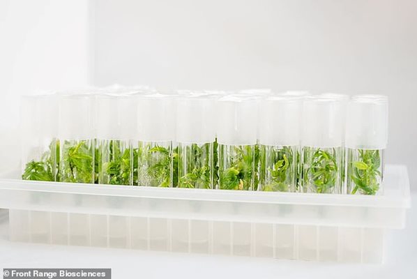 Експериментът е да се провери дали растенията ще мутират в среда с нулева гравитация.