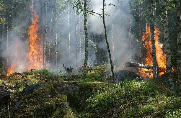 Пожарът в гората се разраства бързо