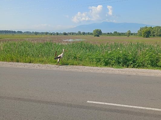 Щъркелът се е намирал в безпомощно състояние на пътното платно на Околовръстния път при село Гниляне.