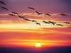 Почти два милиона прелетни птици са избити незаконно в Кипър