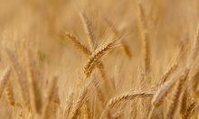 За първи път в света! Аржентина одобри отглеждането на генно модифицирана пшеница