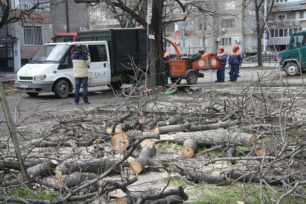 За новия паркинг се наложи да бъдат отсечени няколко дървета, но хората от квартала не протестирали.