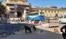 Индия: обяд за 1 лев, автобус - за жълти стотинки