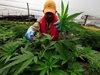 Канадският Сенат решава да легализира ли употребата на марихуана в страната