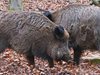 Взеха мерки срещу навлизането на африканска чума по дивите свине в България