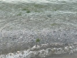 И това лято морската вода по крайбрежието ни е чиста.