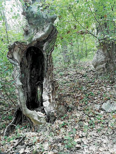 В Петрич се организира кампания за спасяване на кестеновите гори