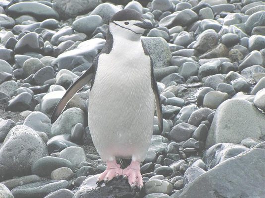 Пингвин позира с удоволствие пред обектива на учения. 
СНИМКИ: ЛИЧЕН АРХИВ