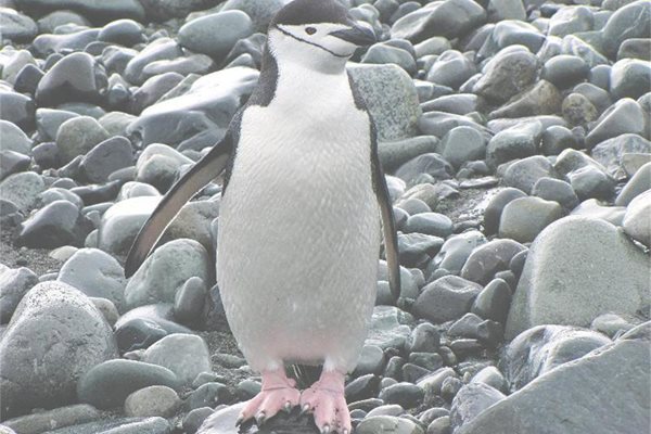 Пингвин позира с удоволствие пред обектива на учения. 
СНИМКИ: ЛИЧЕН АРХИВ