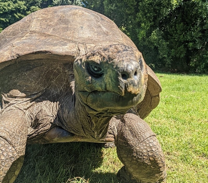 Най-старата костенурка в света отпразнува 191-ия си рожден ден