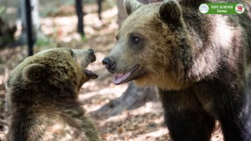 Фотоизложба за Парка за мечки в Европейския парламент в Брюксел