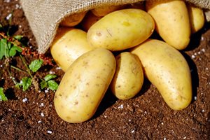 Резен картоф или царевично нишесте срещу изпотяване