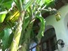 Банани растат в манастир край Пловдив (Видео)