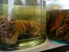 В будисткия храм в Тайланд бяха открити още 30 мъртви малки тигърчета
