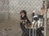 Протестиращи се събират в София срещу лошите условия в кучешките приюти