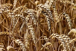580 кг/дка среден добив от пшеница очакват в област Монтана