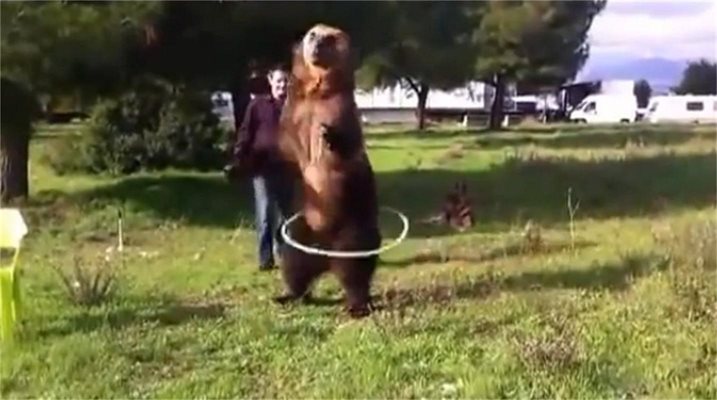 В Русия всичко е възможно: Мечка свири на тромпет и върти обръч (видео)