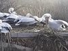 Пеликаните се върнаха в "Сребърна" месец по-рано