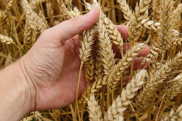 Посевите с пшеница в Добруджа засега са добре