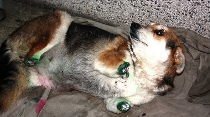 Кучето Мима, чиито четири лапи незнаен изверг отряза преди време, стана нагледен пример за отношението към животните у нас. СНИМКА: “24 ЧАСА”