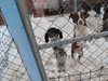 Офицер сам изработи две кучешки колибки и ги подари на приюта за бездомни четириноги в Шумен