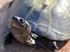 Учени откриха нов вид костенурки
