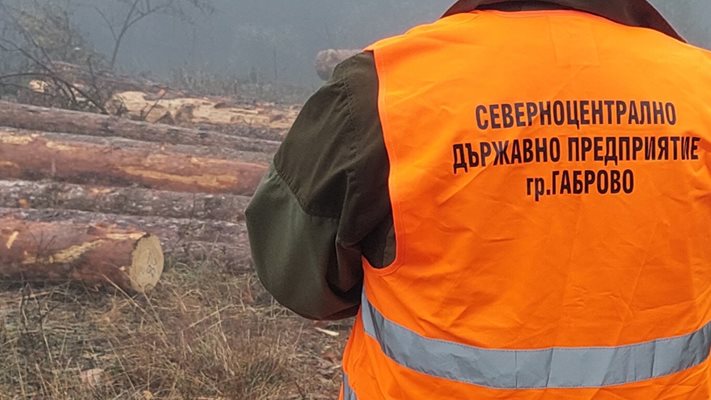 През 2022 г. горските са извършили 7 814 инспекции на обекти за дърводобив

Снимка: СЦДП - Габрово