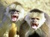 9 българи ухапани от маймуни
