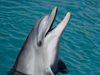 Франция забрани размножаването в плен на делфини и косатки