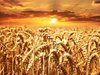 Повече от 380 декара с пшеница и 40 декара с рапица са изгорели край село Кирилово