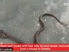 Откриха двуглава змия в Индия (Видео)