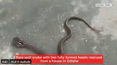 This is a two-headed snake found in India. Shooting: Twitter