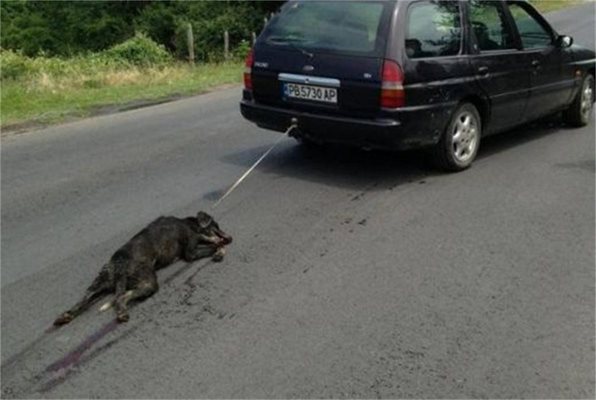 Палачът Райчо изчезна заедно с окървавеното куче