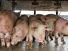 Набелязаха спешни мерки срещу чума по свинете и инфлуенца при птиците в Търново