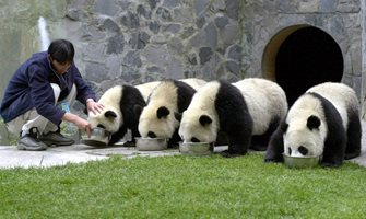 Голямата панда вече не е застрашена от изчезване