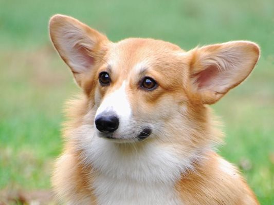 Коргито се слави като едно от кучетата с най-добър слух.
