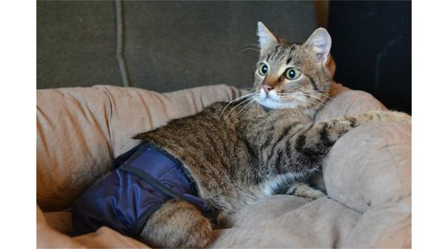 ПАРАЛИЗА: Сътрудници на организацията сменят памперса на стреляна със сачми котка.