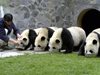 Голямата панда вече не е застрашена от изчезване