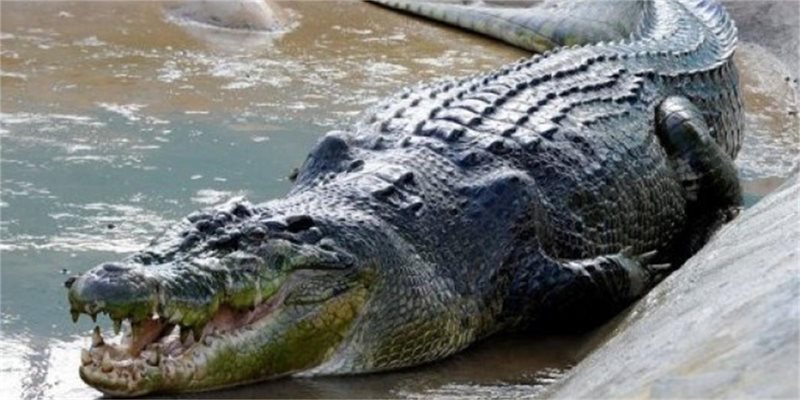 Крокодил - човекоядец влиза в рекордите на Гинес (видео)